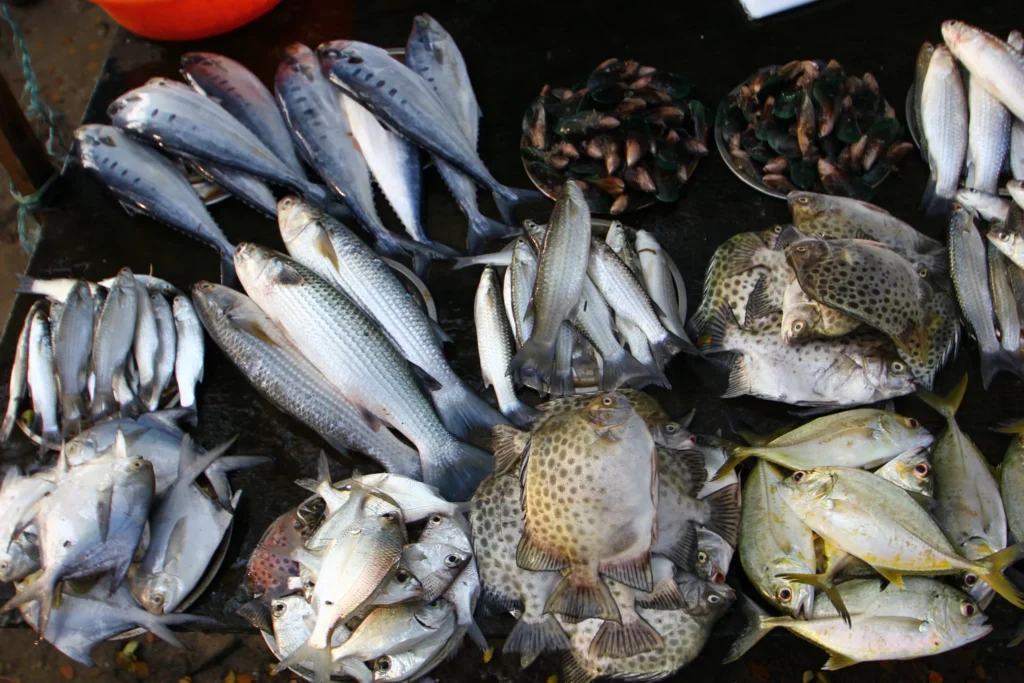 Fresh Fish, Kochi India