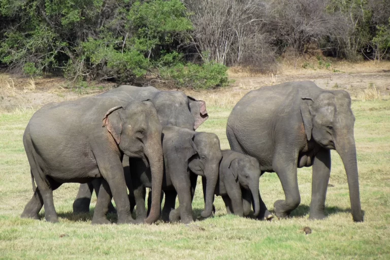 Group of Asian Elephants with young calves